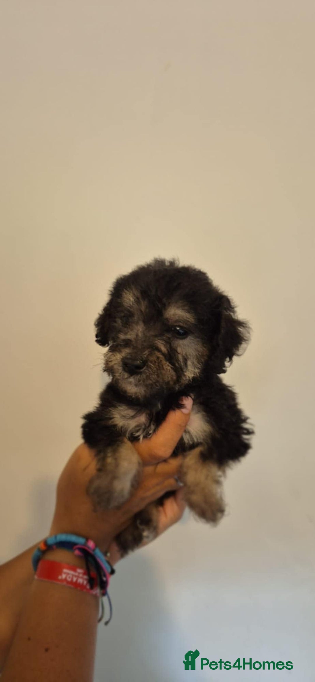 Bedlington Terrier dogs for sale: Bedlington terrier puppies  - Image 4