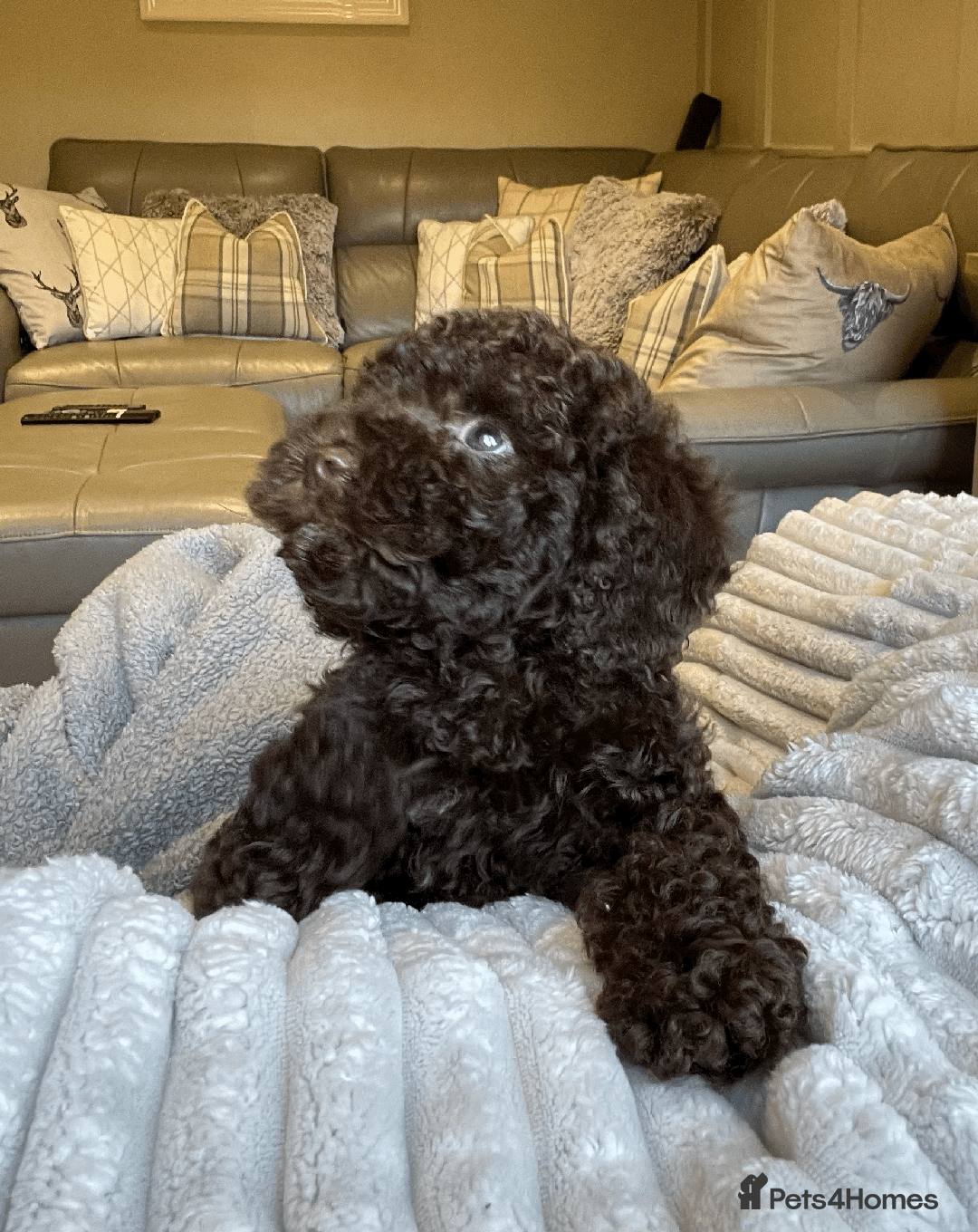 Cockapoo dogs for sale: F1b Toy Cockapoo puppy - Advert 17