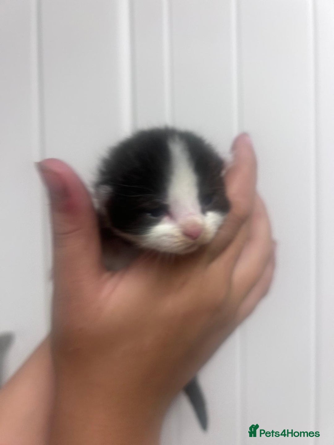 Mixed Breed cats for sale: 5 cute kittens - Image 2