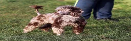 Miniature Poodle dogs for sale: Stunning chocolate Merle fully health tested  - Advert 2
