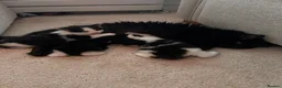 British Longhair cats for sale: Last adorable kitten ready to go - Advert 17