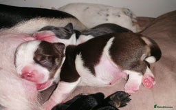 Mixed Breed dogs for sale: Bulldog x Mini Dachund - Image 4