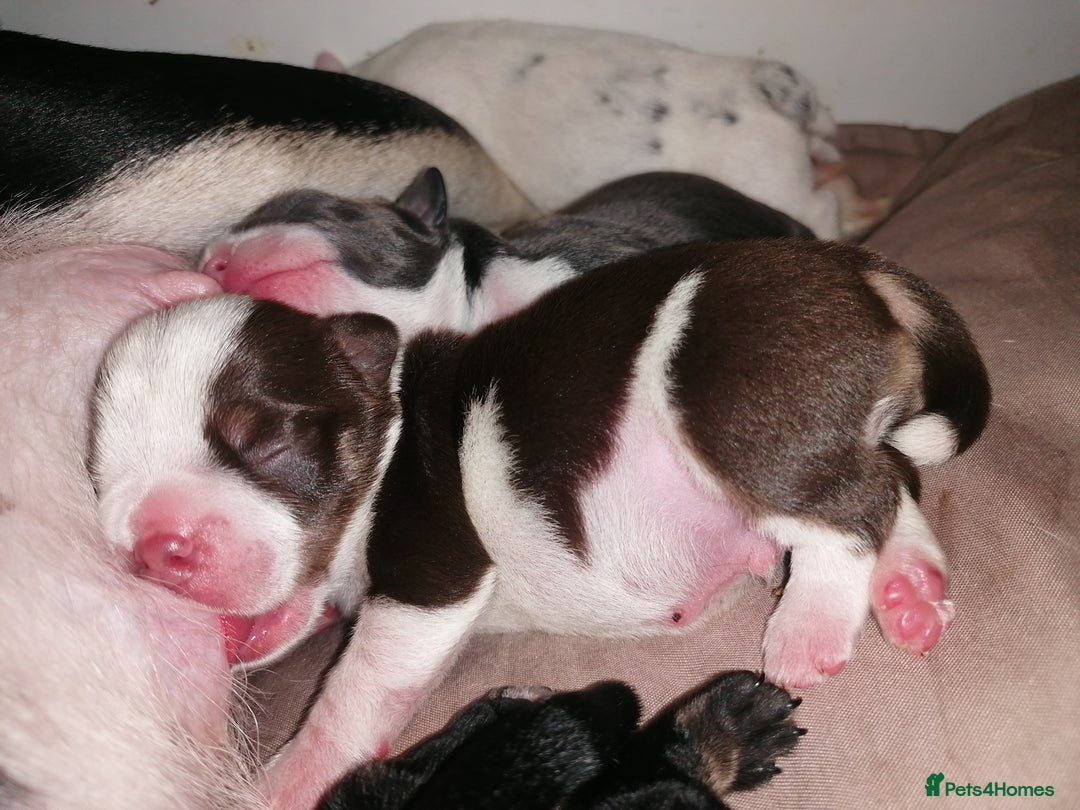 Mixed Breed dogs for sale: Bulldog x Mini Dachund - Image 4