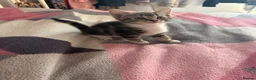 Mixed Breed cats for sale: 8 gorgeous kittens  - Advert 17