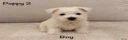 West Highland Terrier dogs for sale: Traditional west highland white terrier puppies - Advert 4