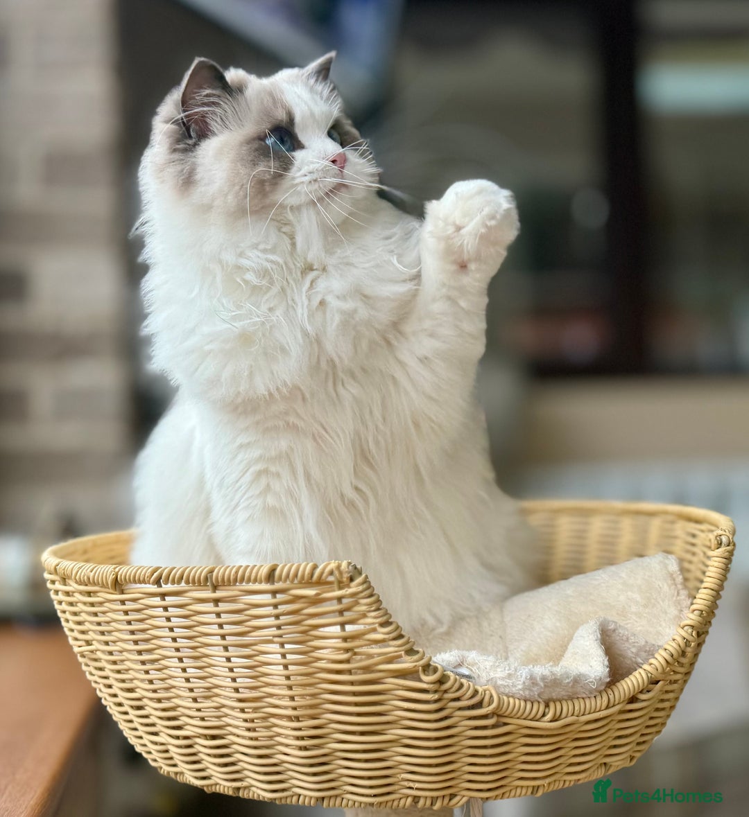 Ragdoll cats for sale: Stunning pet girl  - Advert 2