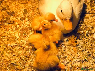 Ducks poultry Baby Call Ducks for Sale, DAY OLD 14/06/26 - Advert 1