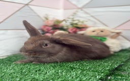 Mini Lop rabbits for sale: 🐰 Mini Lop X Baby Bunnies for Sale! 🐰 - Image 1