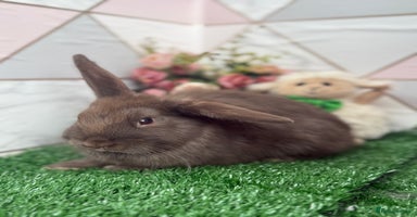 Mini Lop rabbits - Advert 6