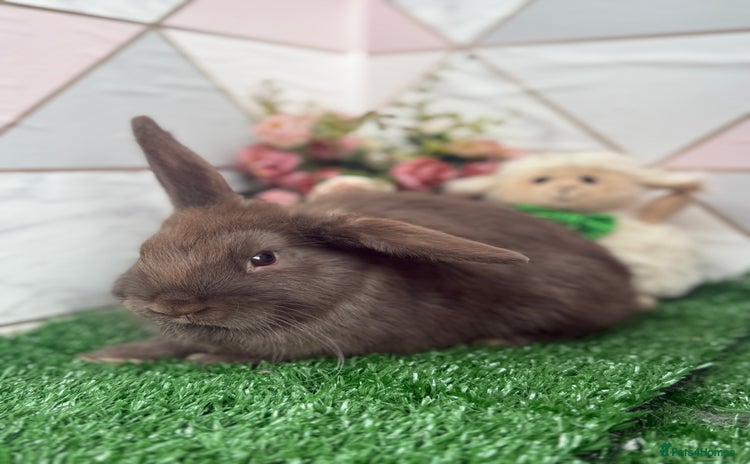 Mini Lop rabbits - Advert 4