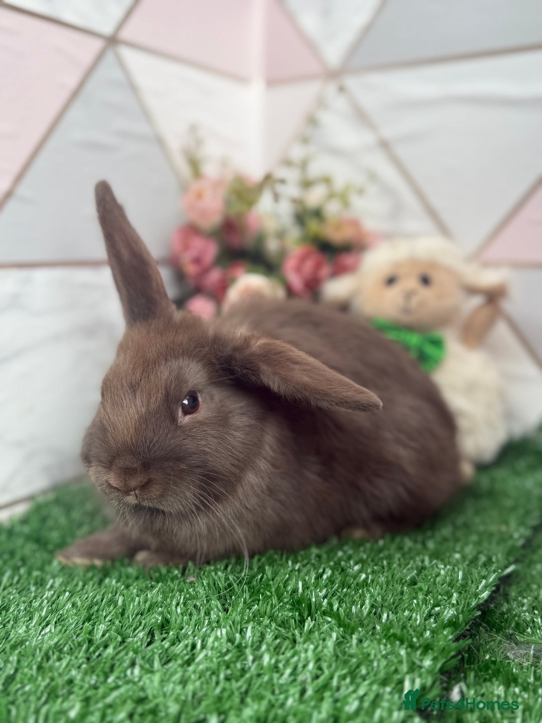 Mini Lop rabbits for sale: 🐰 Mini Lop X Baby Bunnies for Sale! 🐰 - Image 1
