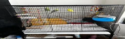 Budgerigars birds for sale: Two male budgies with complete set up and cage. - Advert 2