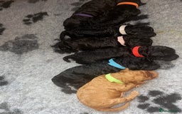 Cockapoo dogs for sale: F1b Cockapoo  - Image 4