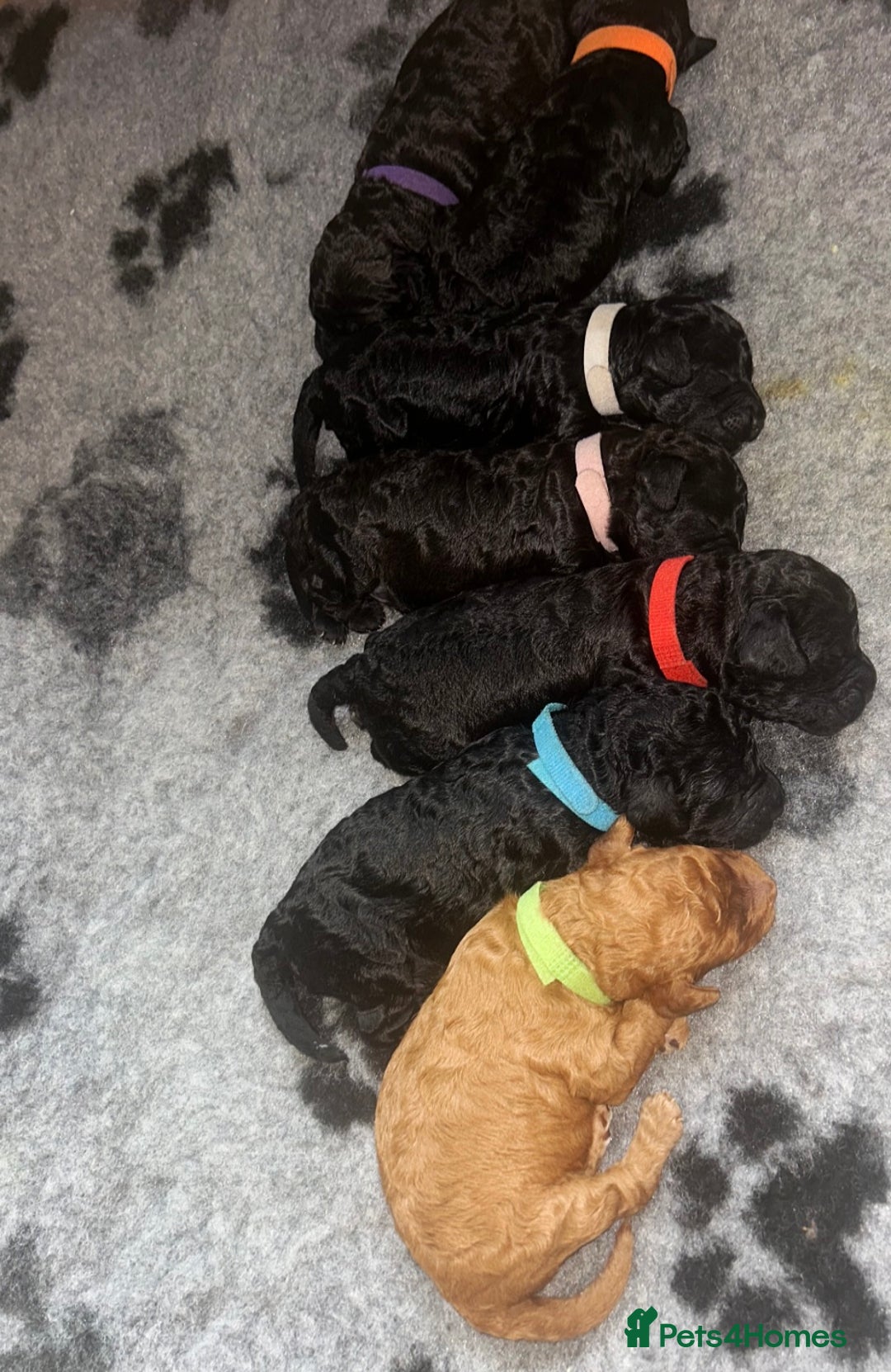Cockapoo dogs for sale: F1b Cockapoo  - Image 4