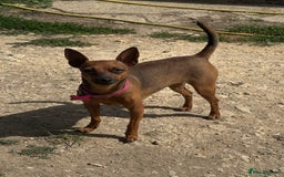 Miniature Pinscher dogs for sale: Pincher female  - Image 4