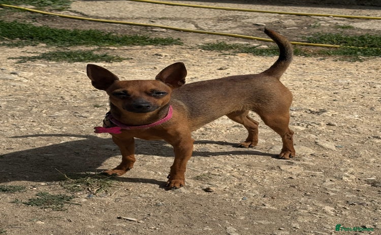 Miniature Pinscher dogs - Advert 1