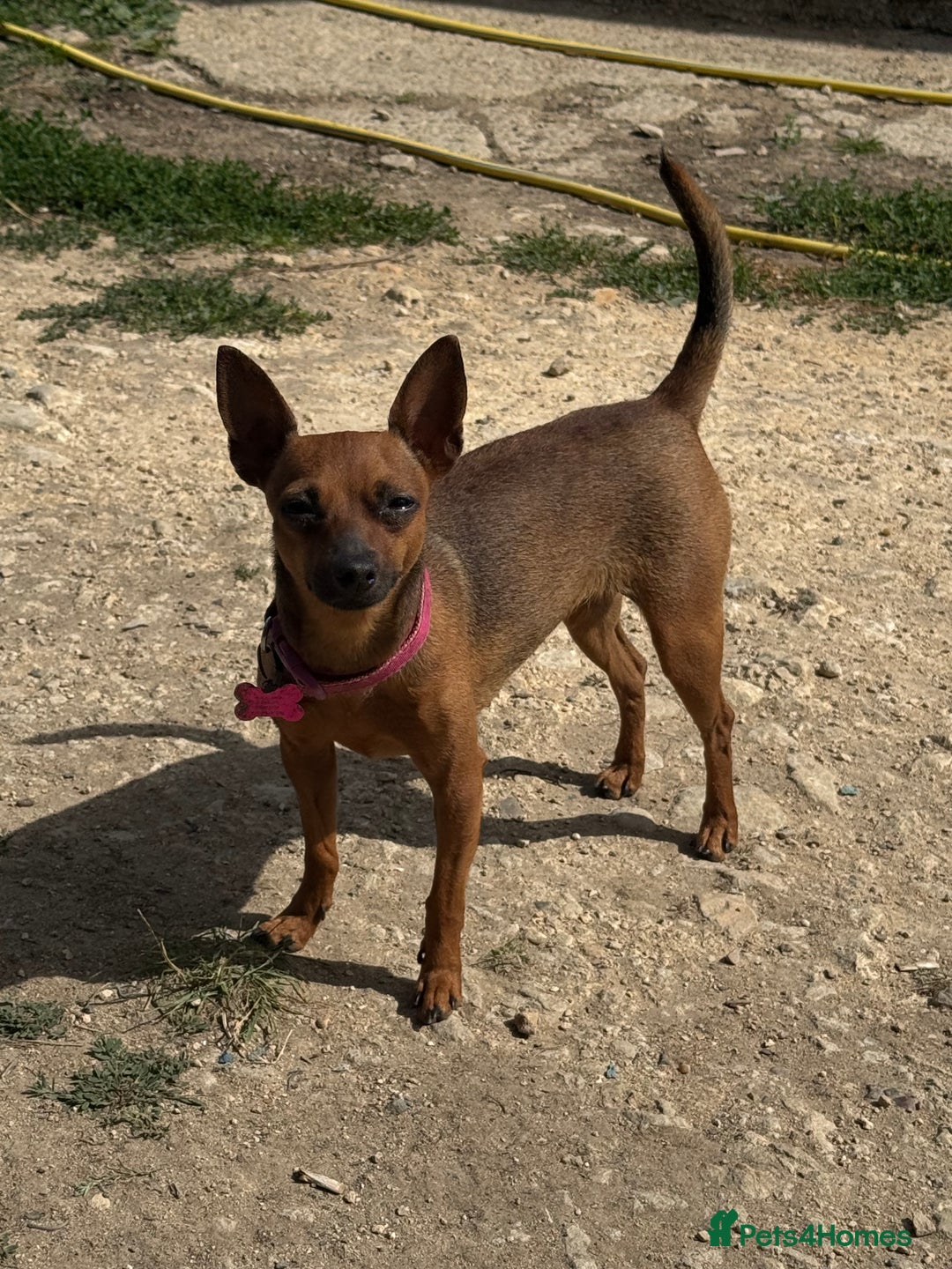 Miniature Pinscher dogs for sale: Pincher female  - Image 4