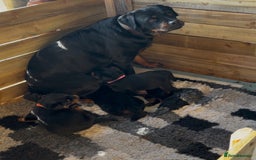 Rottweiler dogs for sale: Beautiful breed Rottweiler puppies  - Image 1