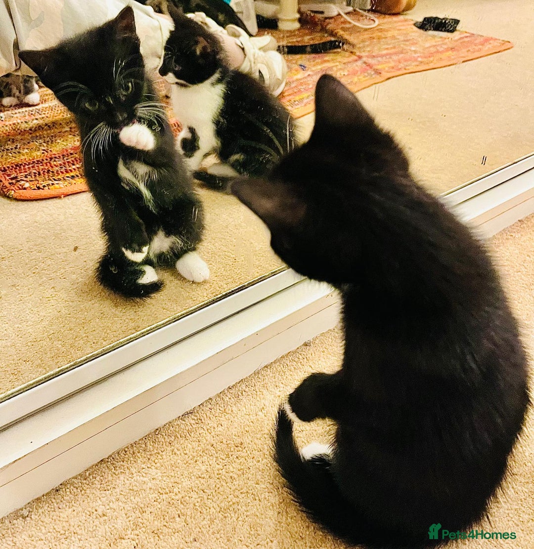 Mixed Breed cats for sale: 5 Gorgeous Happy Babies (Ready to Go) - Image 12