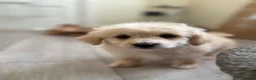 Maltipoo dogs for sale: 7 precious puppies looking for their forever homes - Advert 5
