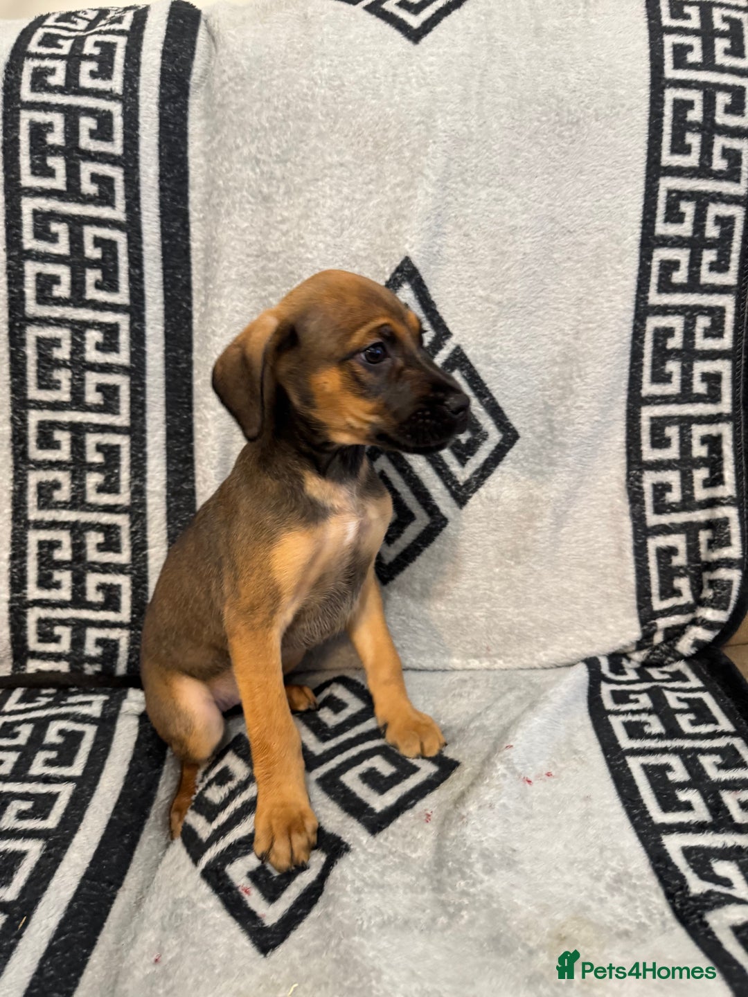 Mixed Breed dogs for sale: Beautiful Cocker spaniel cross breed puppies  - Advert 2