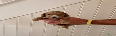 Cockapoo 4