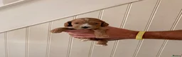Cockapoo dogs for sale: Beautiful F1 Cockapoos  - Advert 6