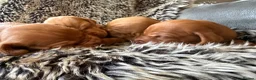 Hungarian Vizsla dogs for sale: Ready this weekend Beautiful litter.  - Advert 33