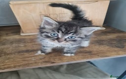 Mixed Breed cats for sale: Ragdoll x Sphynx Kittens - Image 4