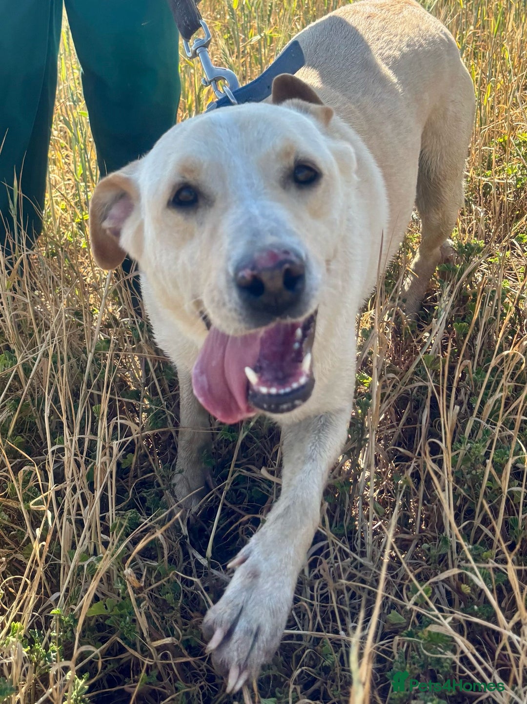 Labrador Retriever dogs for adoption: Dolly in foster in Essex  - Image 4