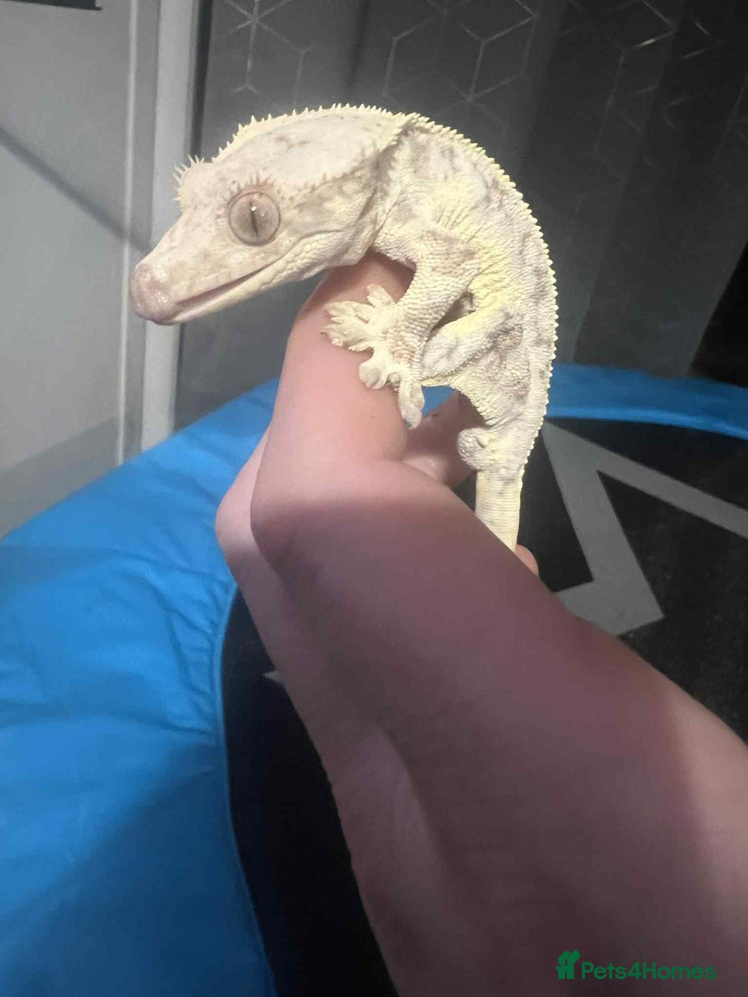 Gecko reptiles for sale: Crested gecko  - Advert 3