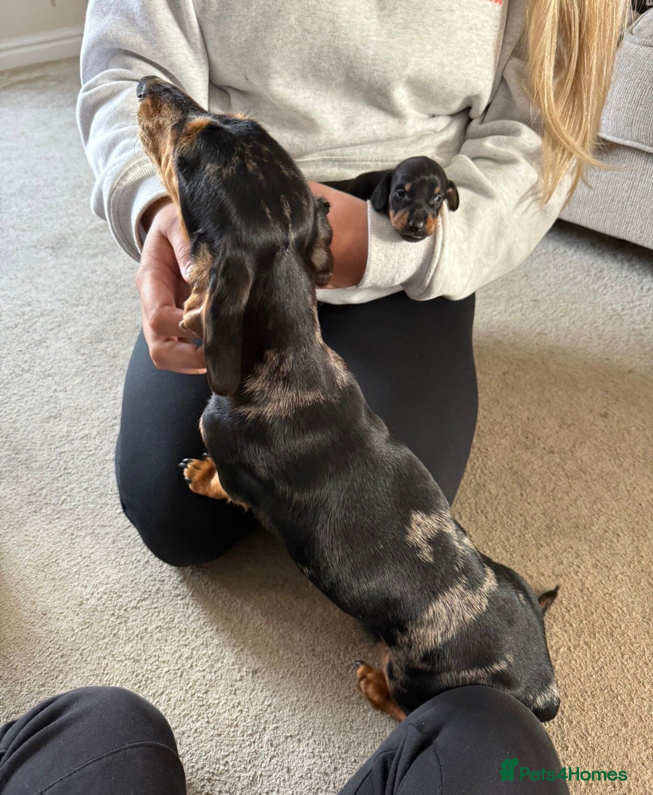 Dachshund dogs Dachshund Stud Wanted - Advert 1