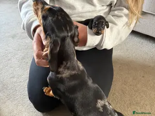 Dachshund dogs Dachshund Stud Wanted - Advert 1