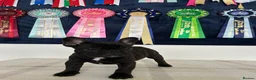 French Bulldog dogs for sale: 🏆Frenchbulldog pups🏆 - Advert 5