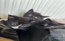 Mixed Breed cats for sale: Beautiful litter off kittens  - Image 22