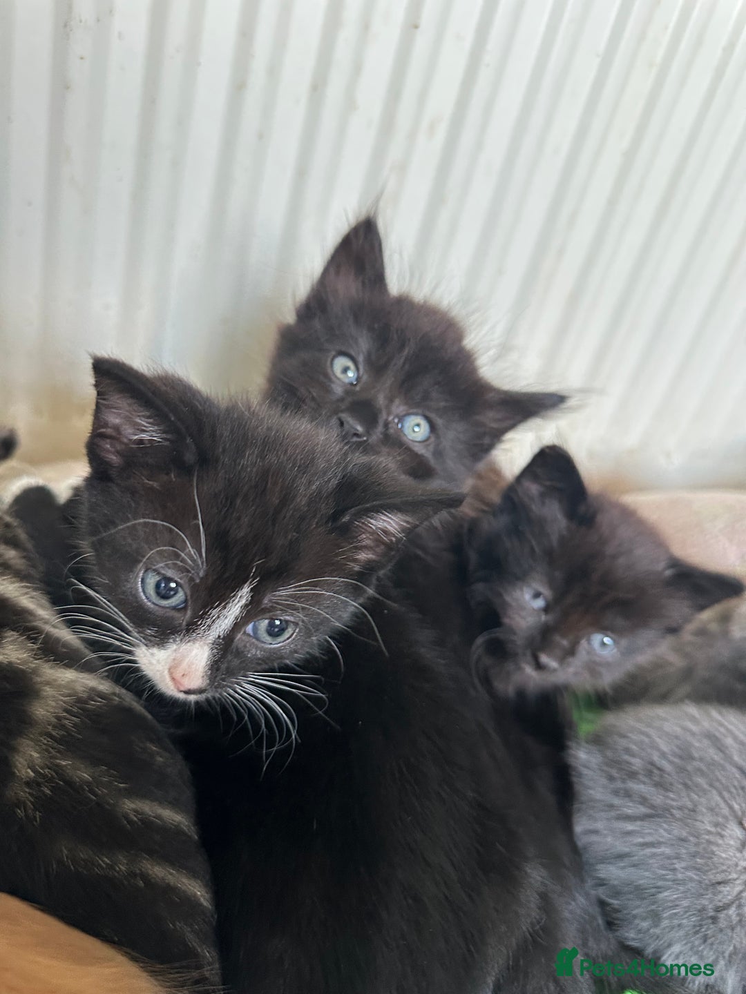 Mixed Breed cats for sale: Beautiful litter off kittens  - Image 22