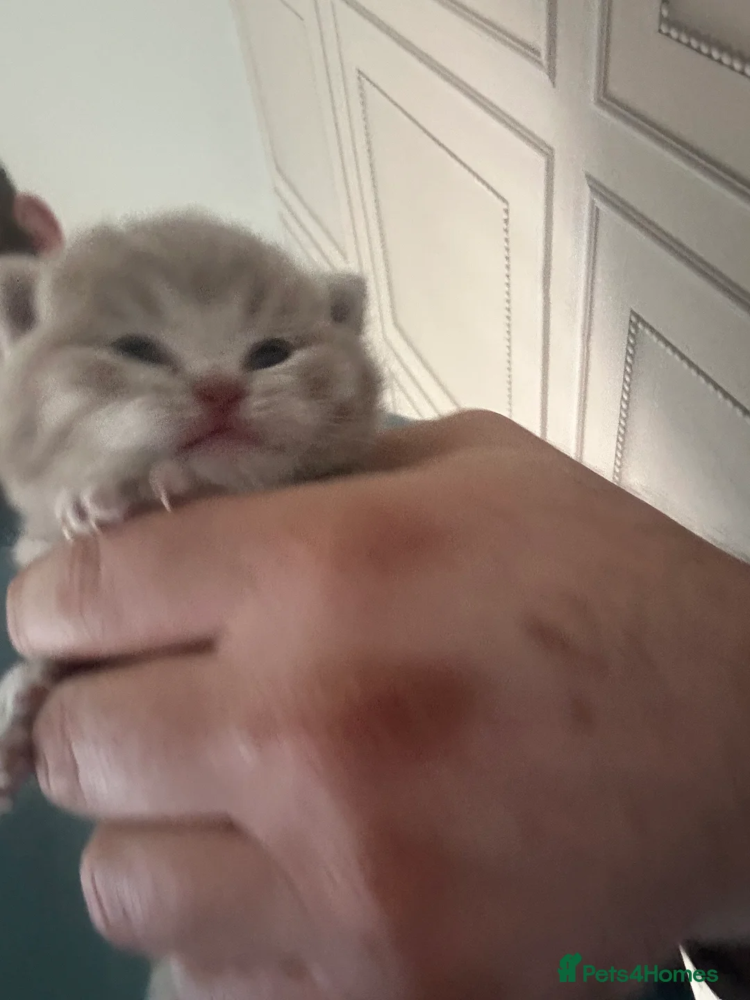 Maine Coon cats for sale: British shorthair x Maincoon.  - Advert 2