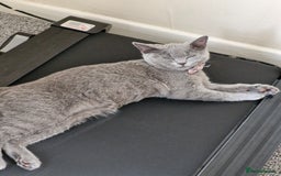 British Shorthair cats for sale: Beautiful Blue British shorthair  - Image 3