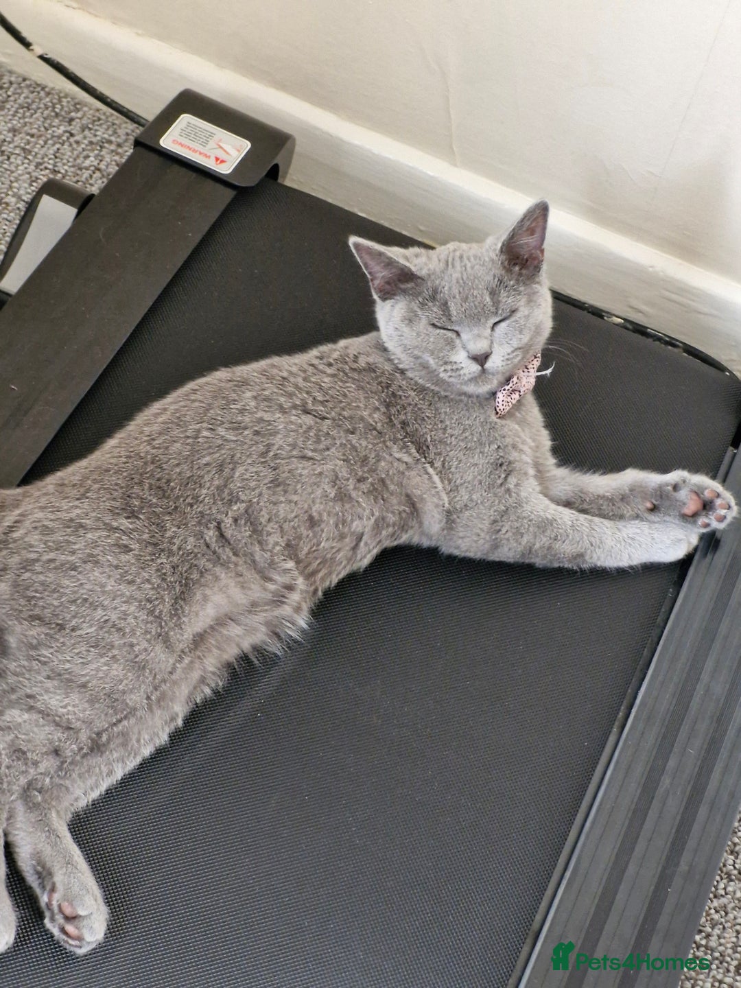 British Shorthair cats for sale: Beautiful Blue British shorthair  - Image 3