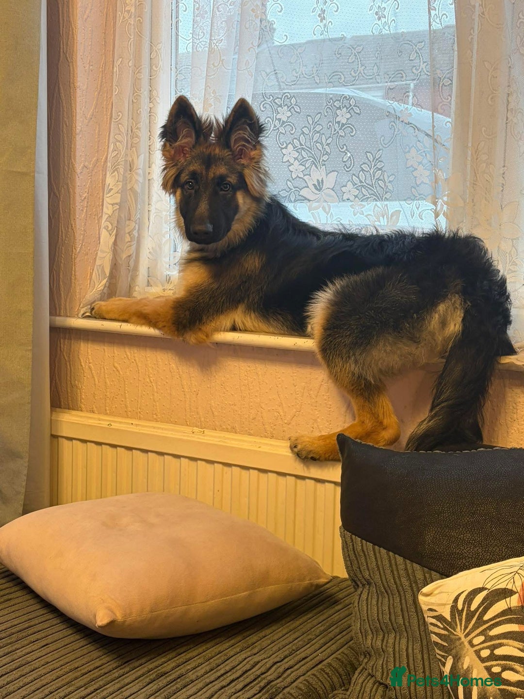 German Shepherd dogs for sale: Gorgeous German Shepard puppy - Advert 10