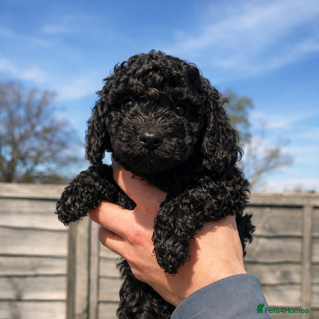 Miniature Poodle dogs Beautiful Mini Toy Poodle Puppies Family Raised 🐾 - Advert 8