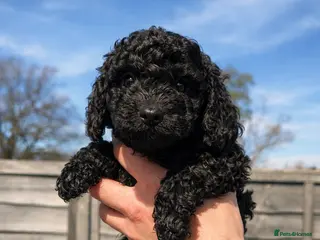 Miniature Poodle dogs Beautiful Mini Toy Poodle Puppies Family Raised 🐾 - Advert 8