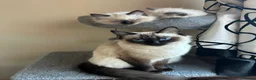Ragdoll cats for sale: 4 pure Ragdoll kittens✨FREE ESSENTIAL STARTER PACK - Advert 3