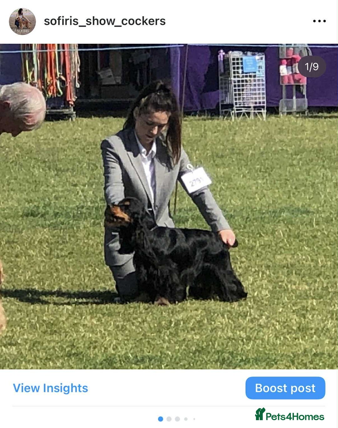 Cocker Spaniel dogs for stud: 100% show import stud - Advert 11