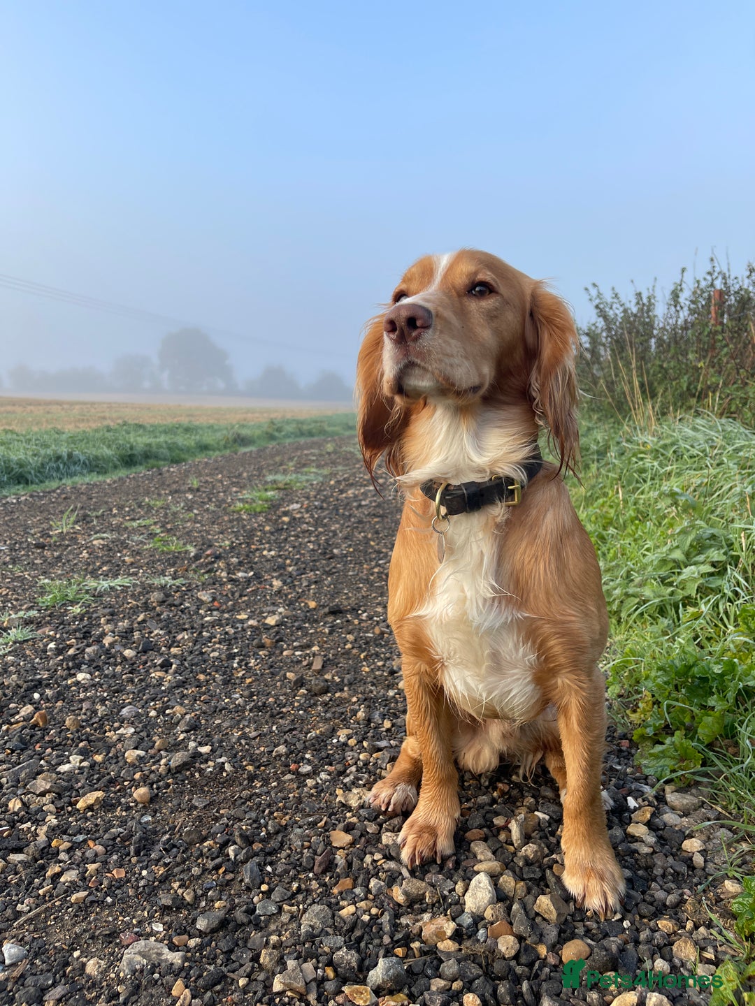 Cocker Spaniel dogs for stud: Working Gun Dog Stud  - Advert 10