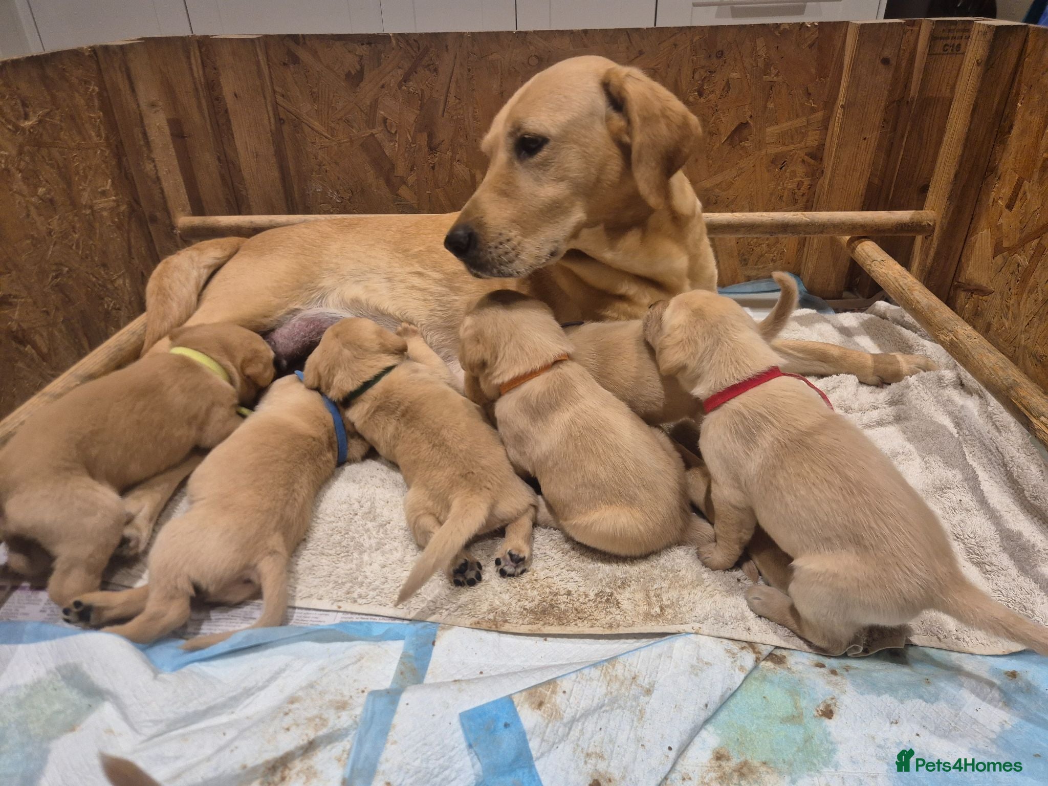 Labrador Retriever dogs Stunning red/golden labrador puppies - Advert 1