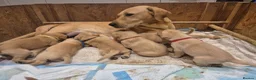 Labrador Retriever dogs for sale: Stunning red/golden labrador puppies - Advert 1