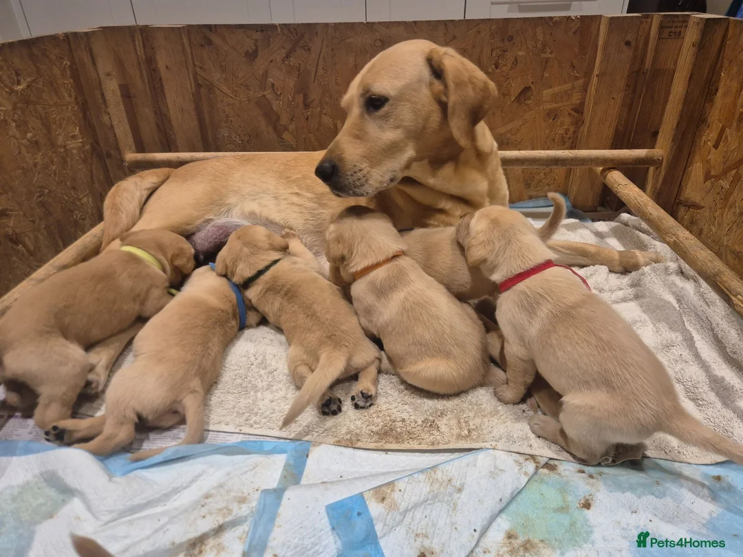 Labrador Retriever dogs for sale: Stunning red/golden labrador puppies - Advert 1