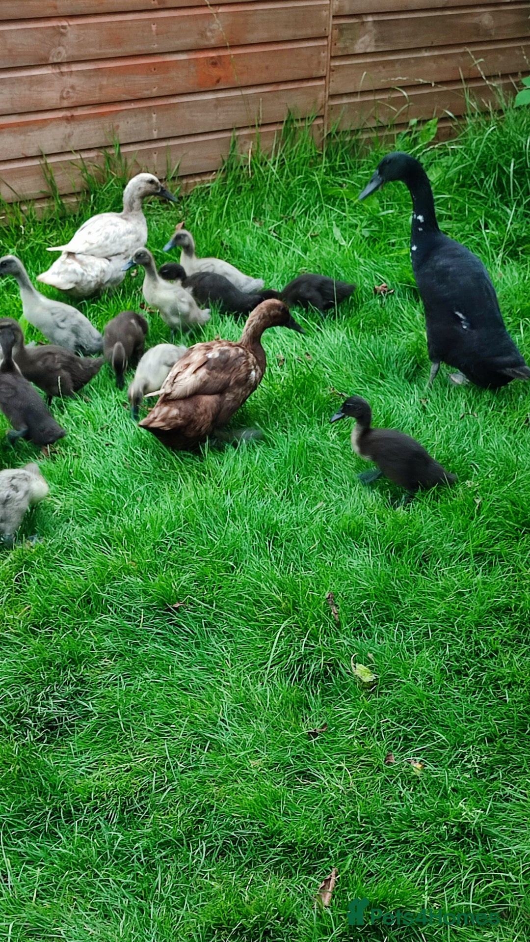 Ducks poultry for sale: Indian runner ducklings  - Image 4