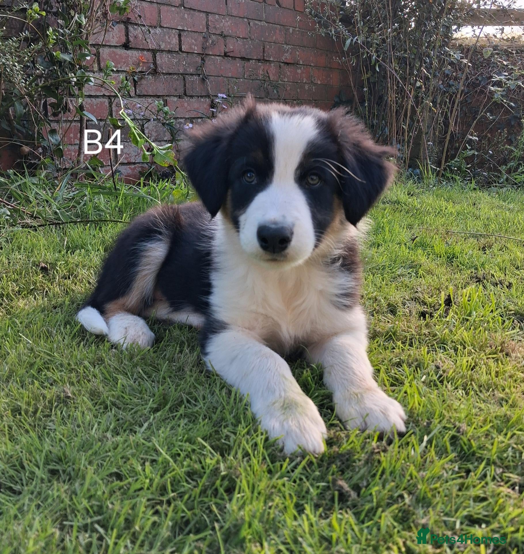 Border Collie dogs Available Now Adorable Puppies - Advert 1